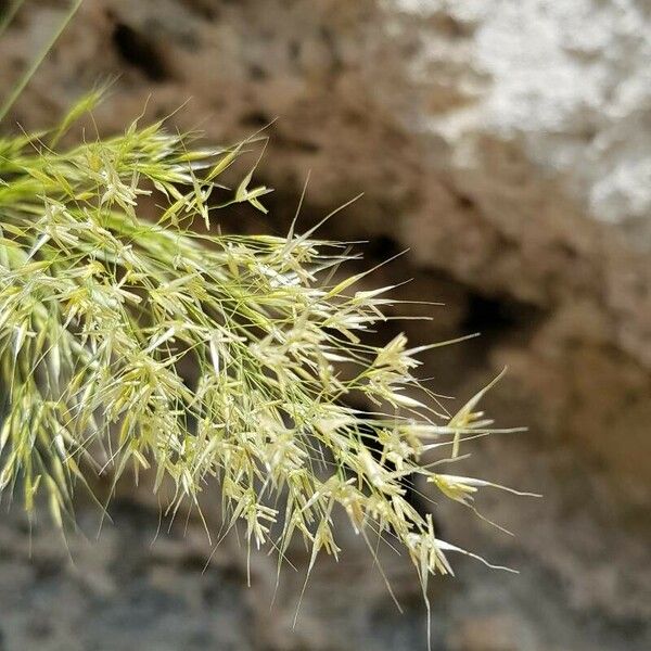 Achnatherum calamagrostis Blüte