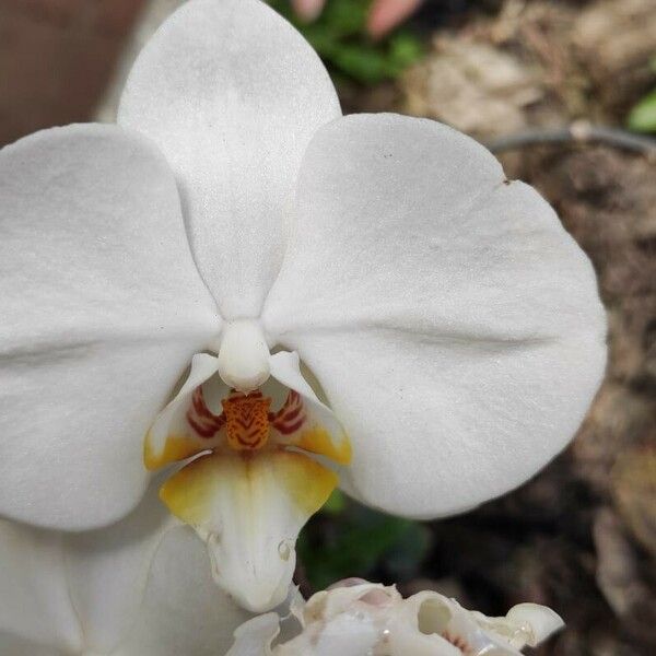 Phalaenopsis amabilis Çiçek