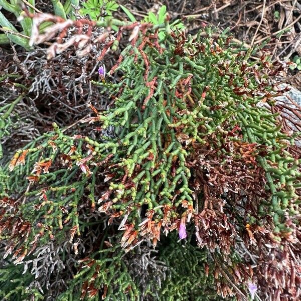 Limonium articulatum Leaf