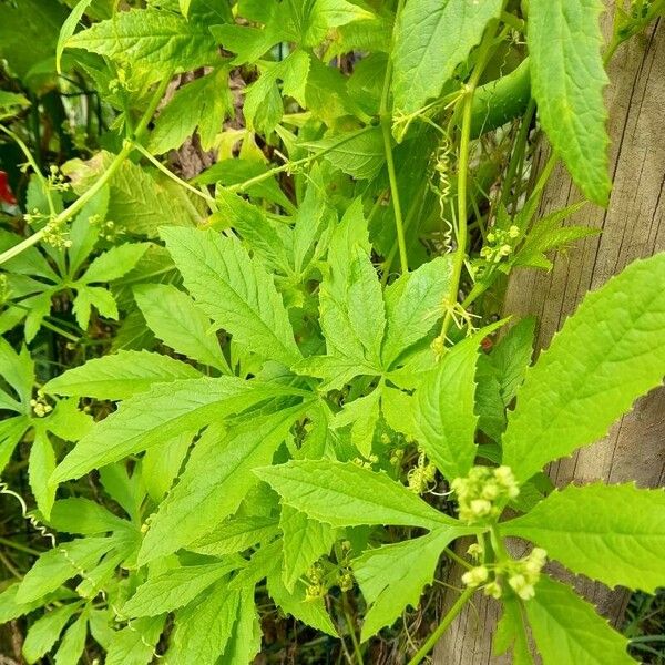 Cyclanthera pedata Frucht