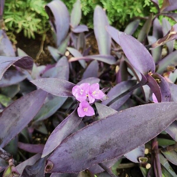 Tradescantia pallida Blüte