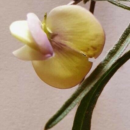 Vigna friesiorum Flor