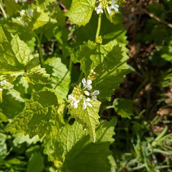 Alliaria petiolata ফুল