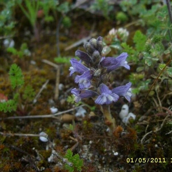 Orobanche nana 花