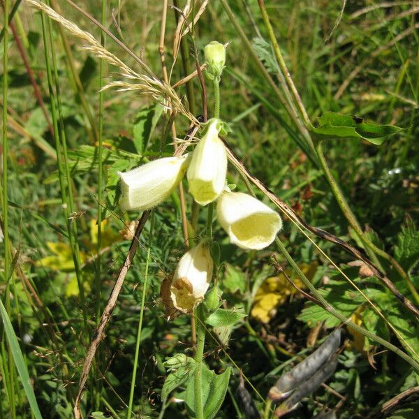 Digitalis grandiflora Çiçek