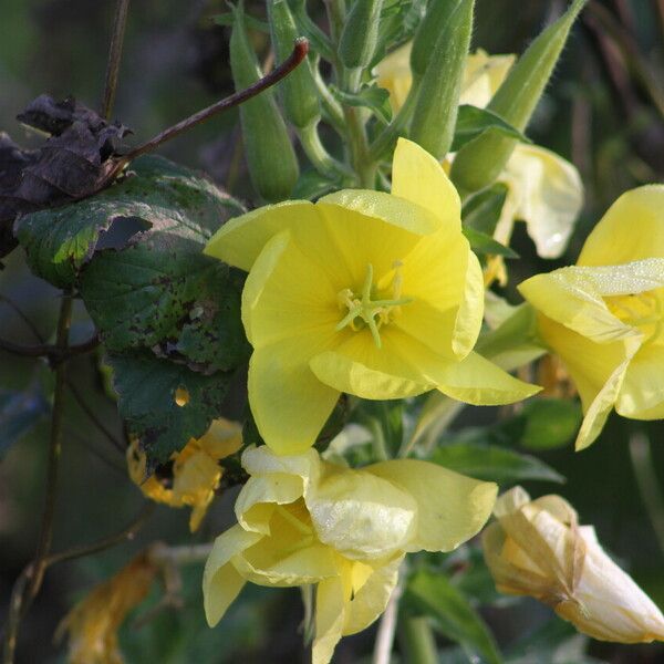 Oenothera biennis Flower