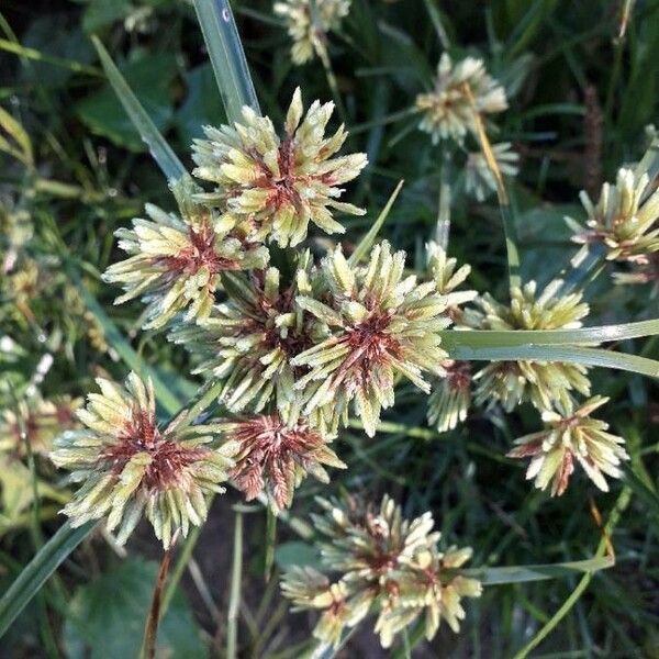 Cyperus eragrostis Cvet