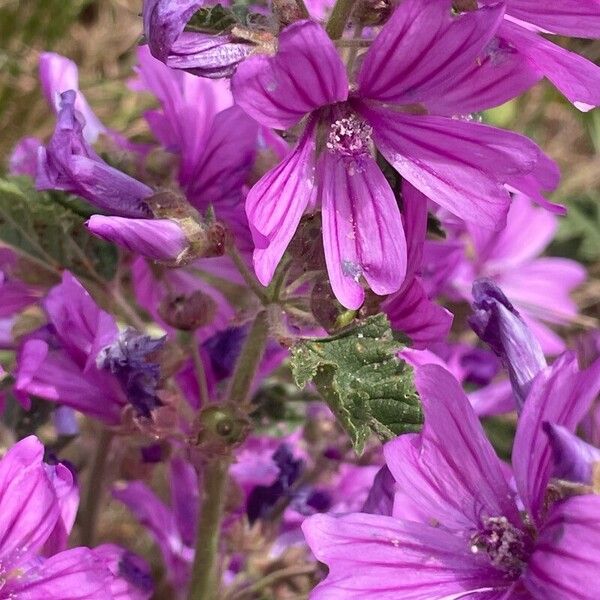 Malva sylvestris Habitus