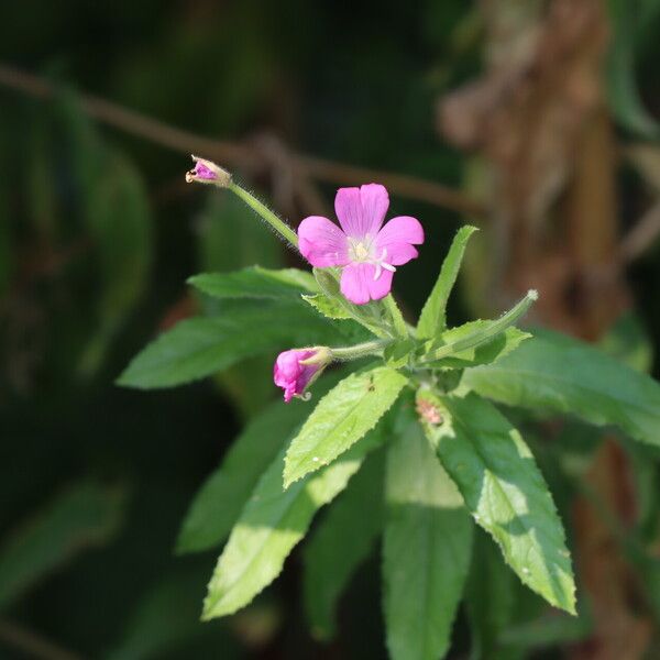 Epilobium hirsutum Flower