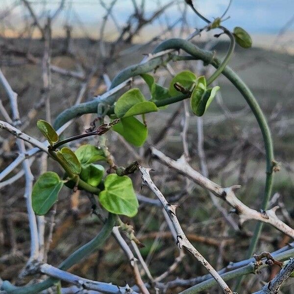 Ceropegia aristolochioides Blatt