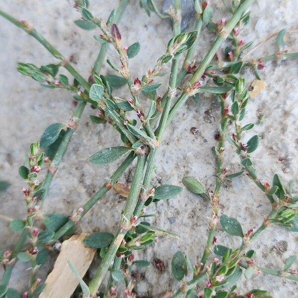 Polygonum arenastrum 樹皮