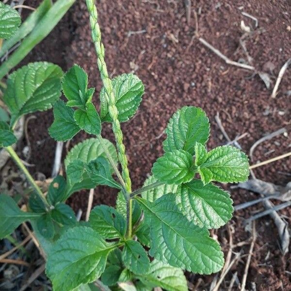 Stachytarpheta indica Blad