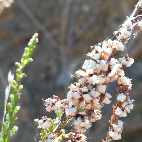 Erica lusitanica Flor