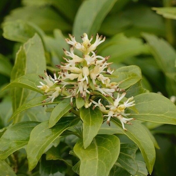 Pachysandra terminalis ᱵᱟᱦᱟ