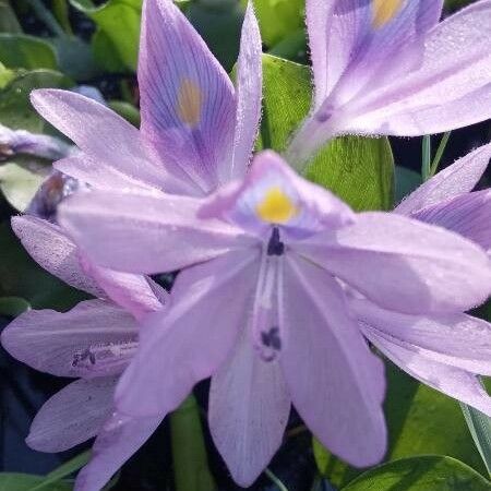 Pontederia crassipes Flower