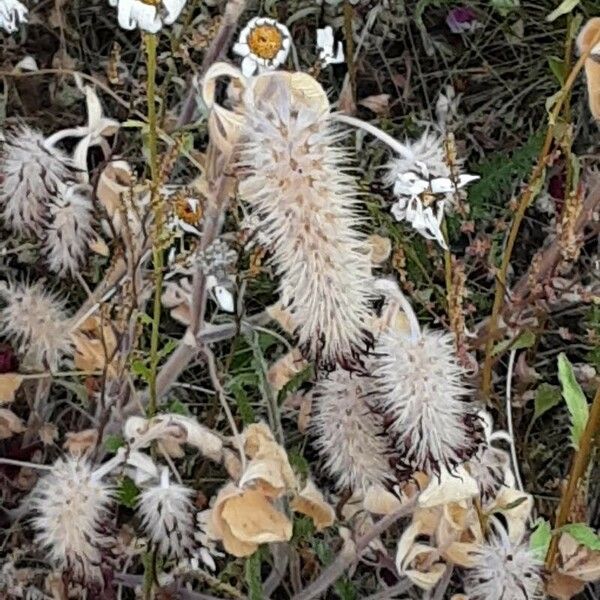 Trifolium angustifolium फूल