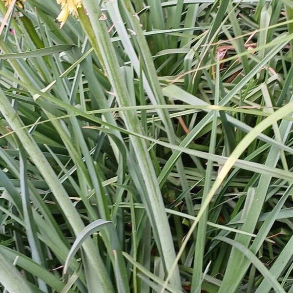 Kniphofia uvaria Лист