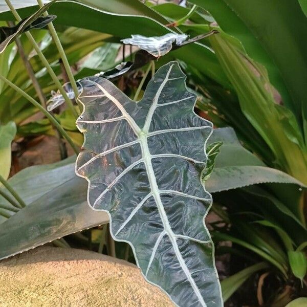 Alocasia longiloba Blad