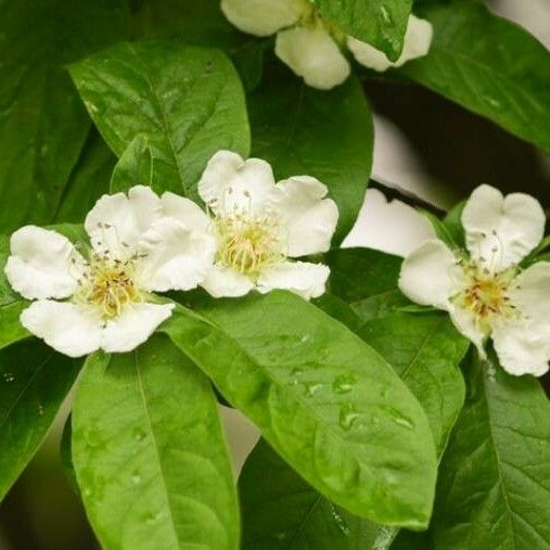 Crataegus germanica Flower