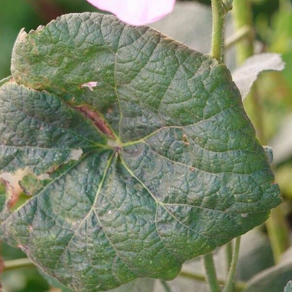 Alcea setosa Leaf