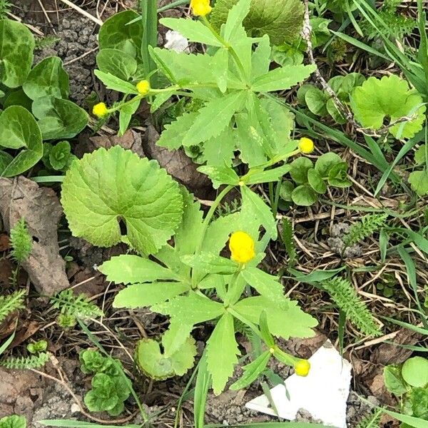 Ranunculus cassubicus List