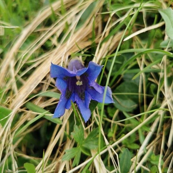 Gentiana acaulis Blodyn