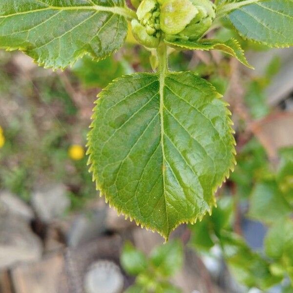 Hydrangea macrophylla Levél