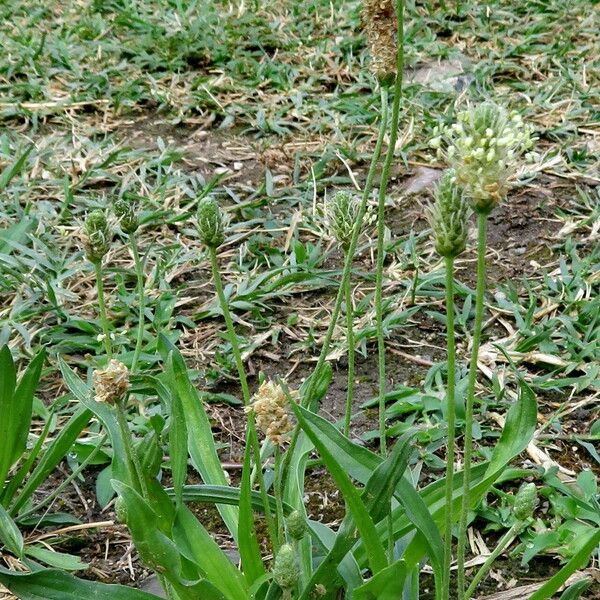 Plantago lagopus Hàbitat