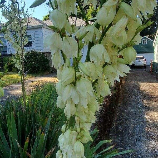 Yucca filamentosa Žiedas