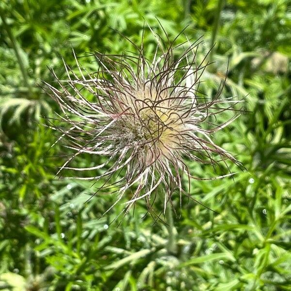 Pulsatilla rubra Flower