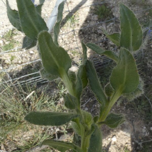 Nonea micrantha Leaf