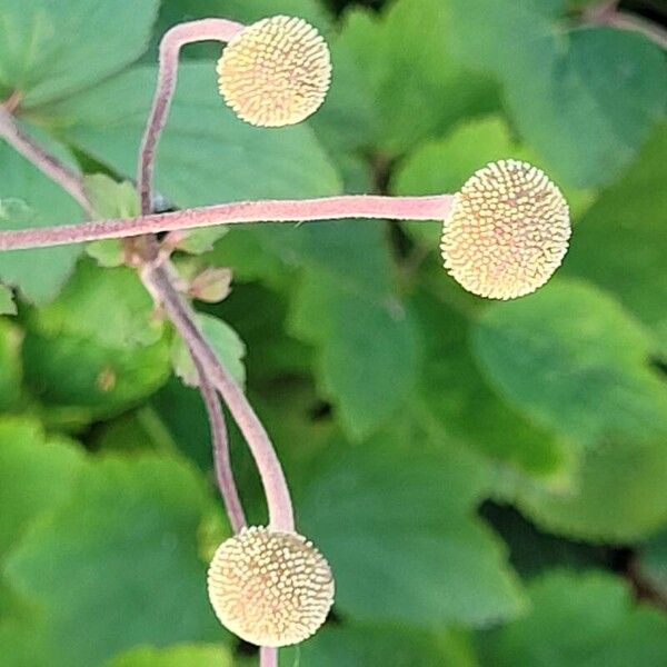 Eriocapitella hupehensis Fruit