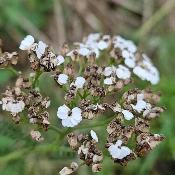 Achillea nobilis Квітка