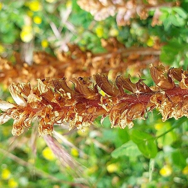 Orobanche minor Hoja