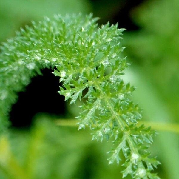 Achillea nobilis 葉