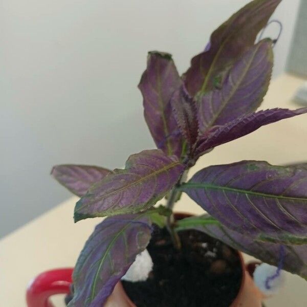 Amaranthus tricolor Leaf