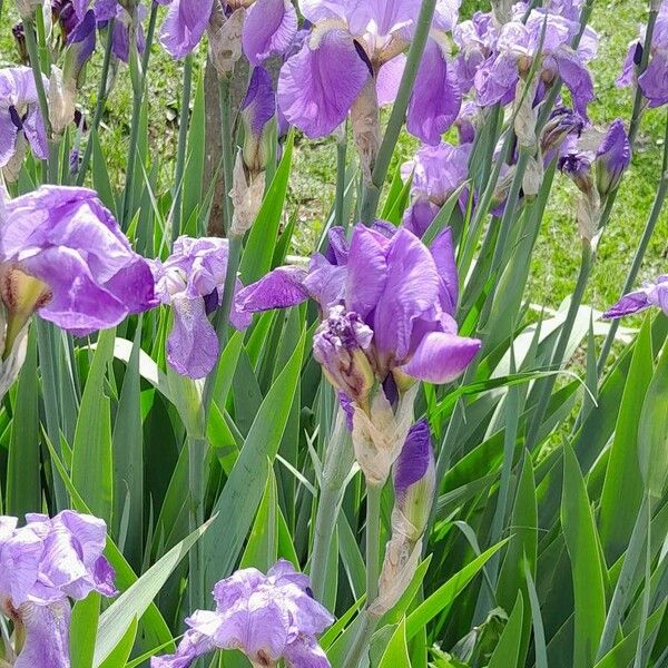 Iris pallida Pokrój