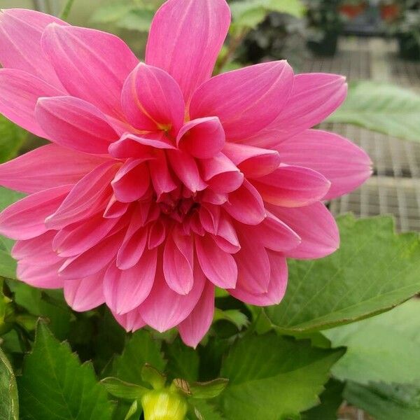 Dahlia pinnata Flower