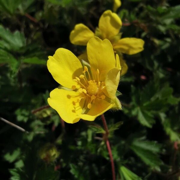 Potentilla heptaphylla Flower