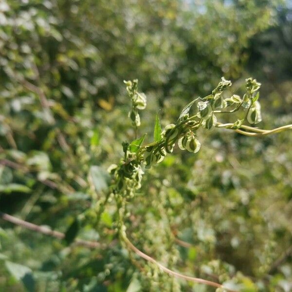 Fallopia dumetorum Λουλούδι