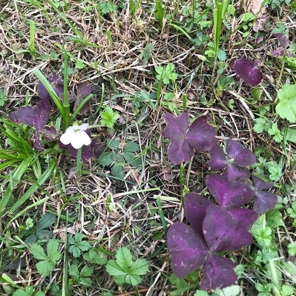 Oxalis purpurea Flower