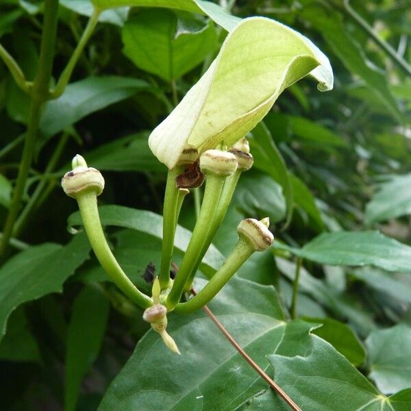 Thunbergia grandiflora Fruit