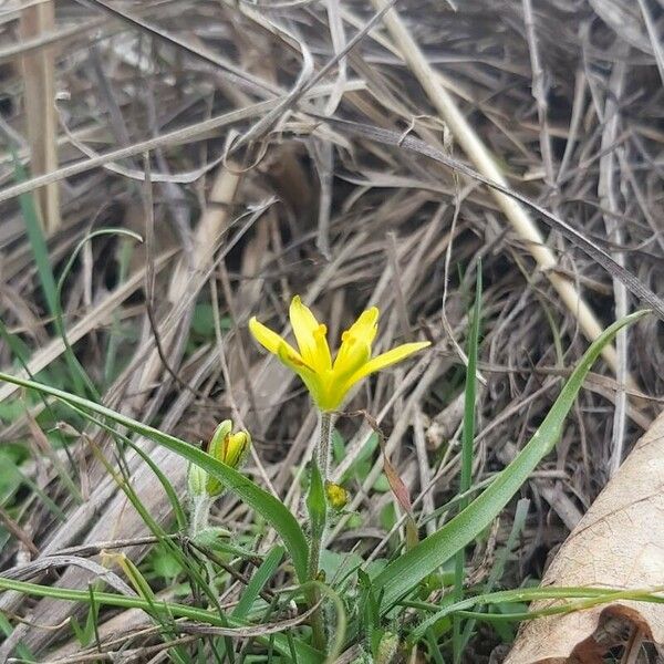 Gagea bohemica Flors