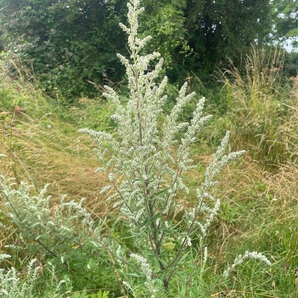 Artemisia vulgaris Flower