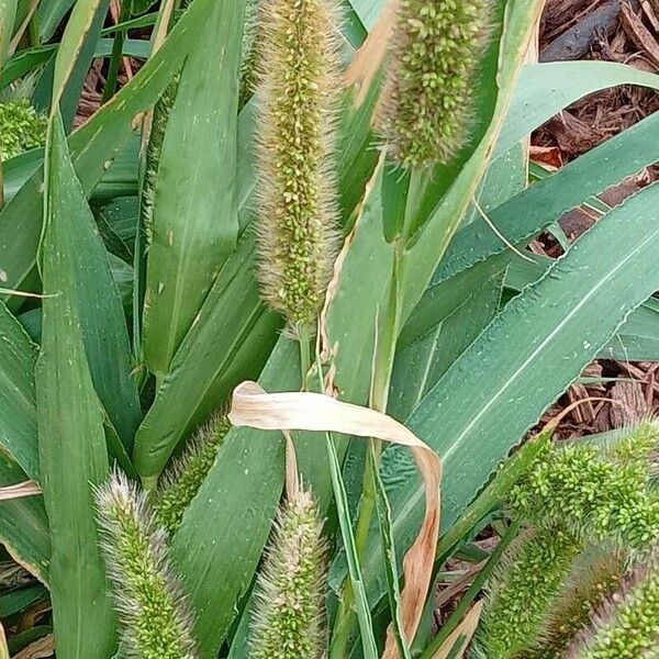 Setaria italica ശീലം