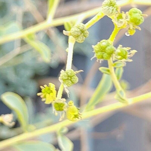 Haplophyllum tuberculatum Fruto