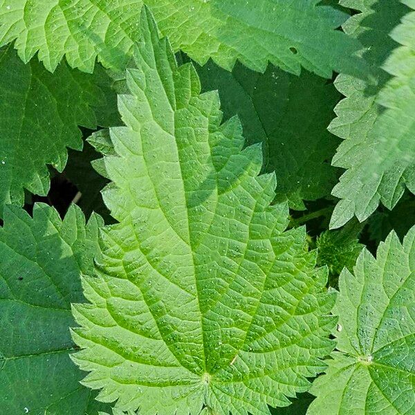 Urtica dioica Лист