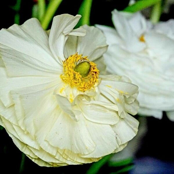 Ranunculus asiaticus Flower