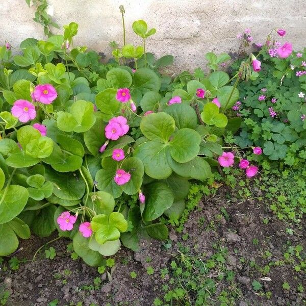 Oxalis purpurea Folla