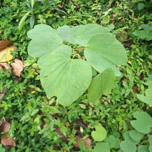 Bauhinia variegata Folha